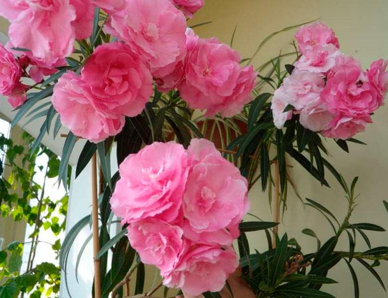 Oleander