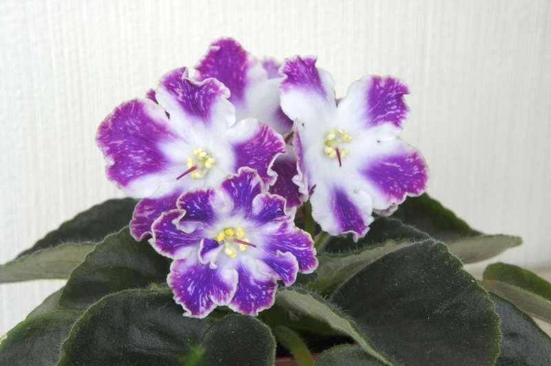 Violet