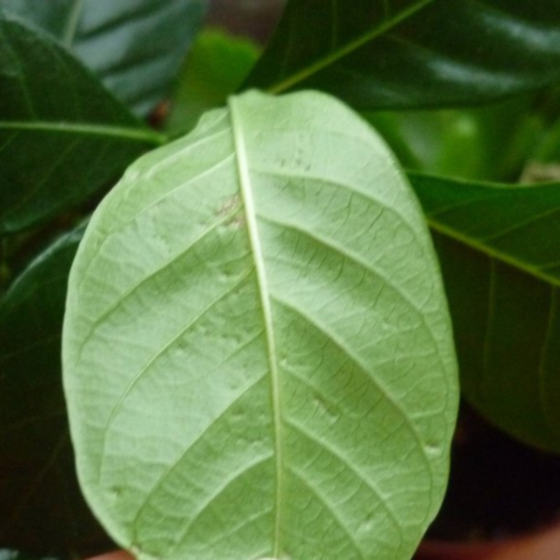 Tripidi