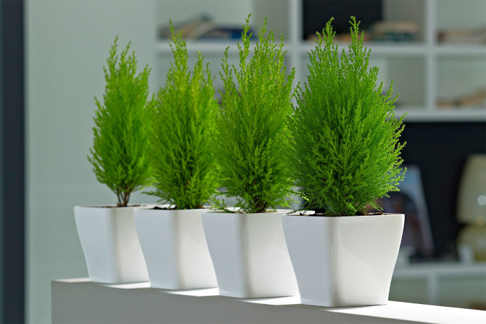 Thuja