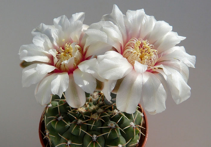 Gymnocalycium
