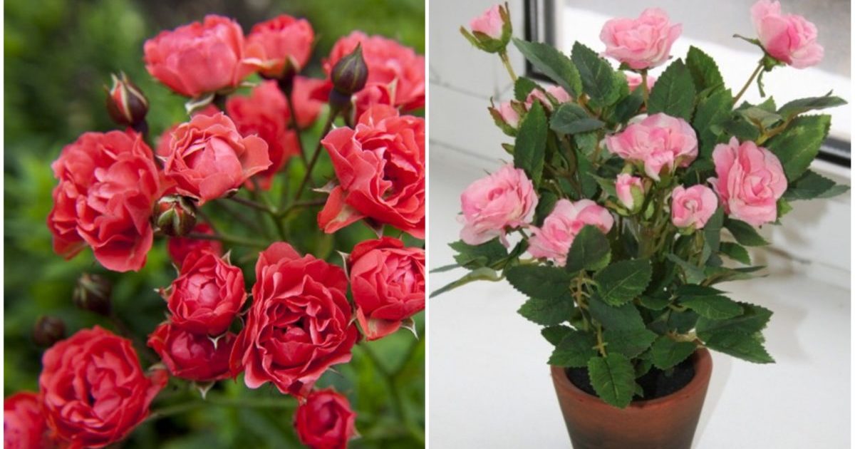 Rose
