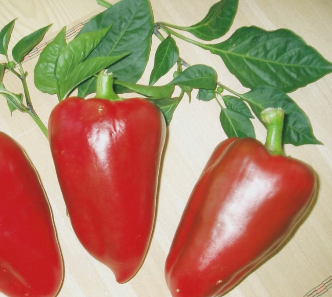 Paprikasorte „Siberian Prince“