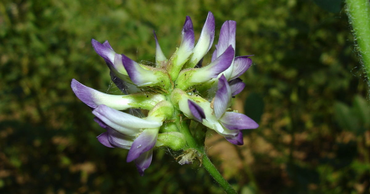 Lakritze