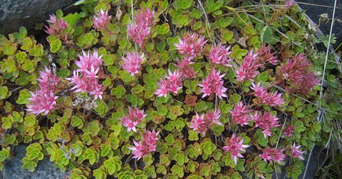 Sedum