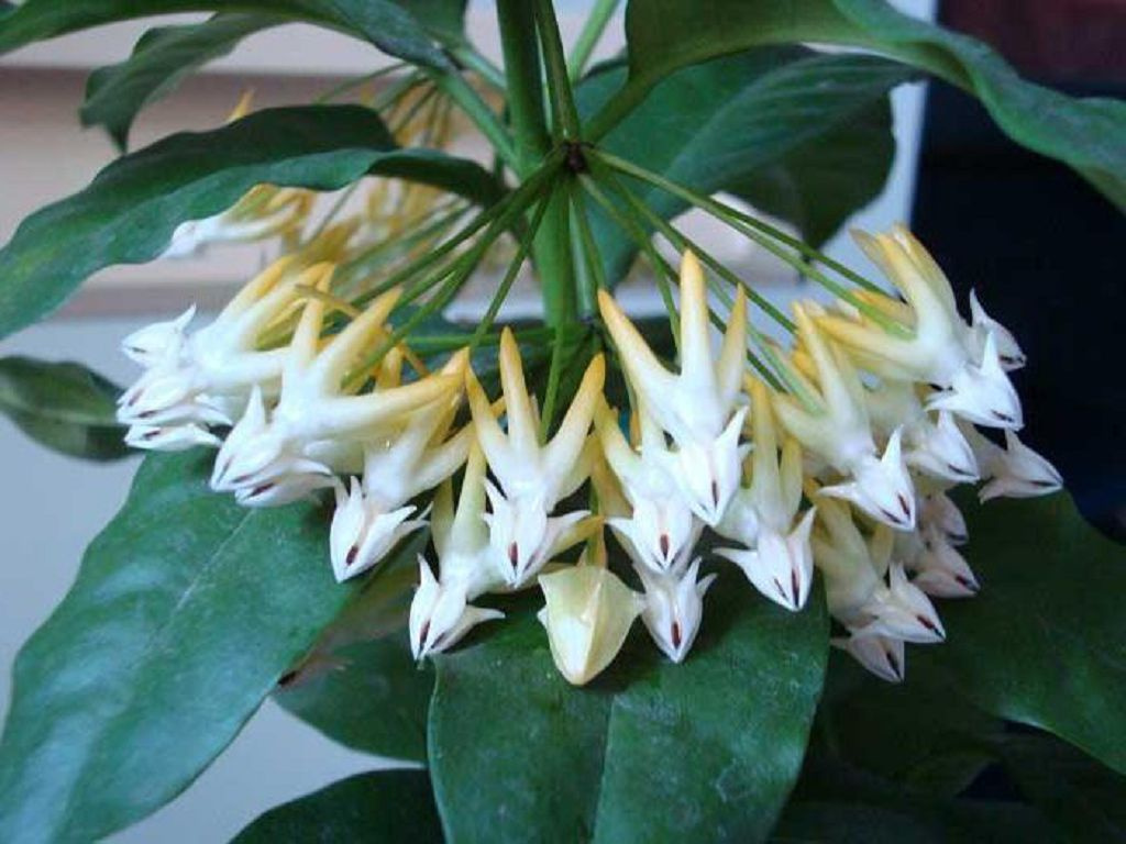 Hoya