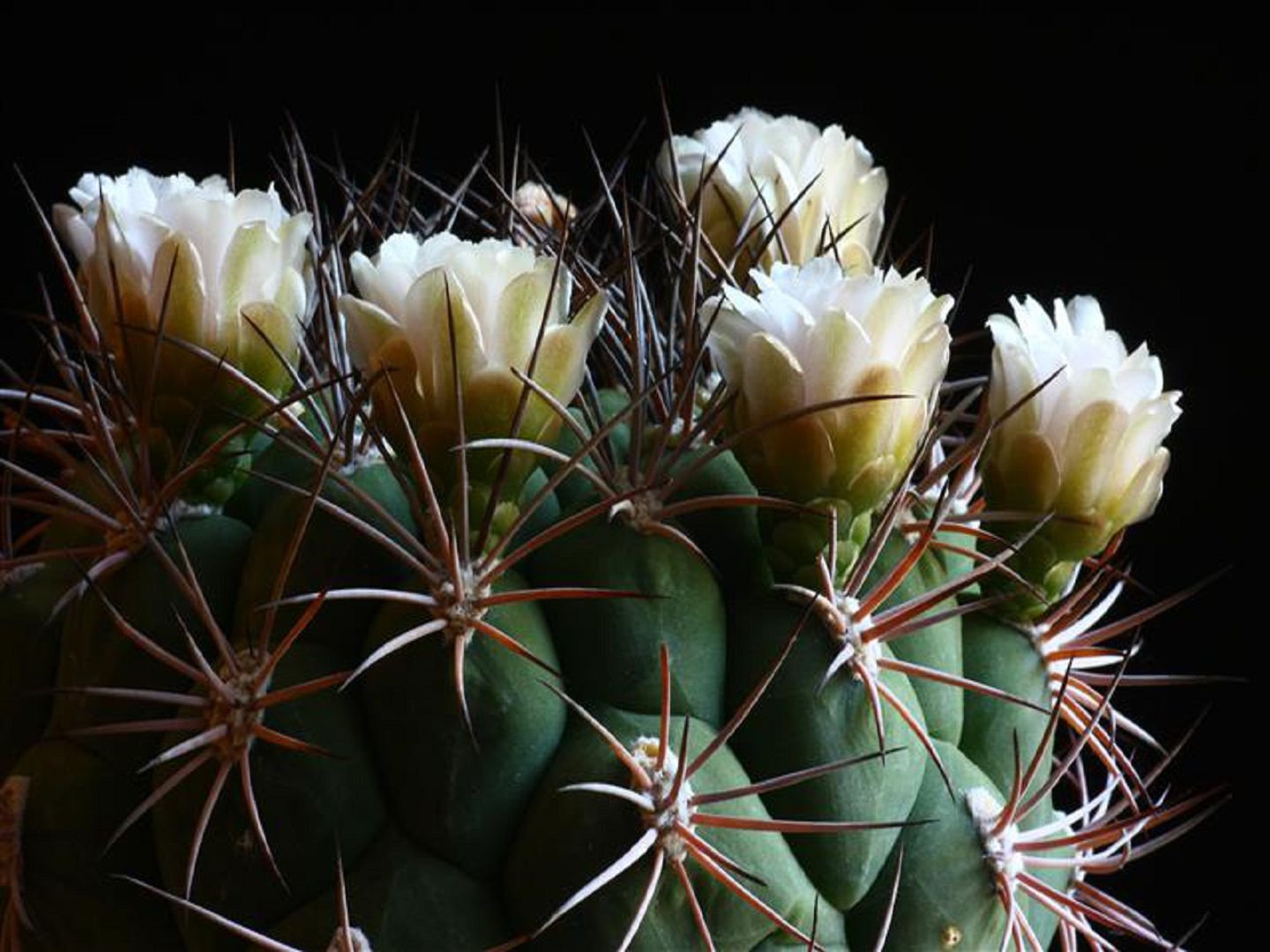 Gymnocalycium