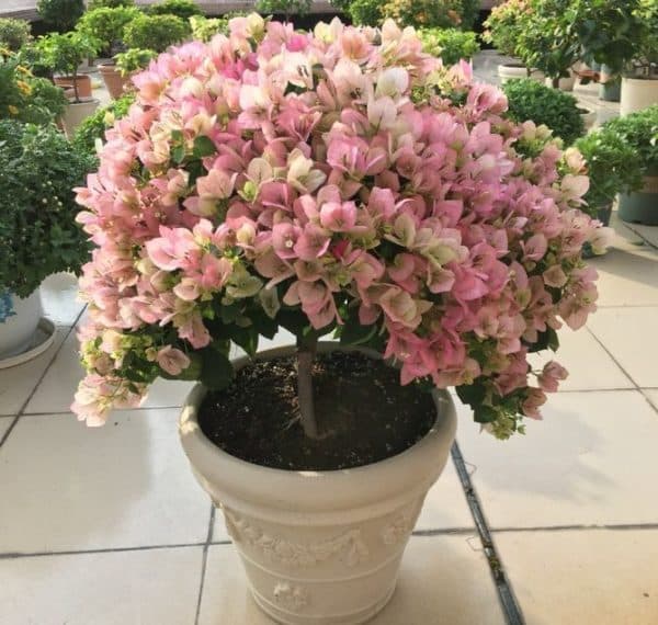 Bougainvillea