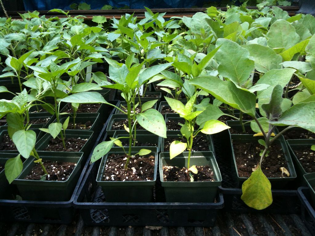 jeunes plants de poivron