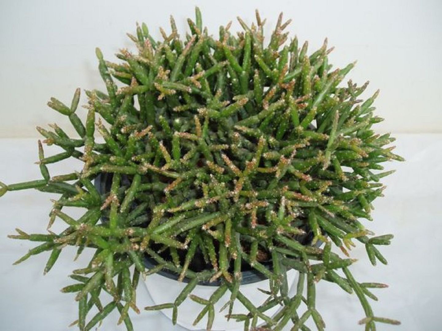 Rhipsalis