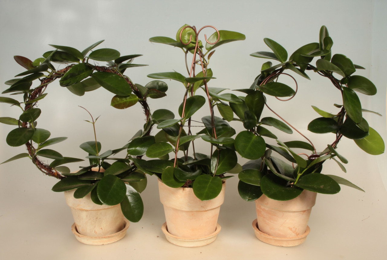 Hoya carnosa