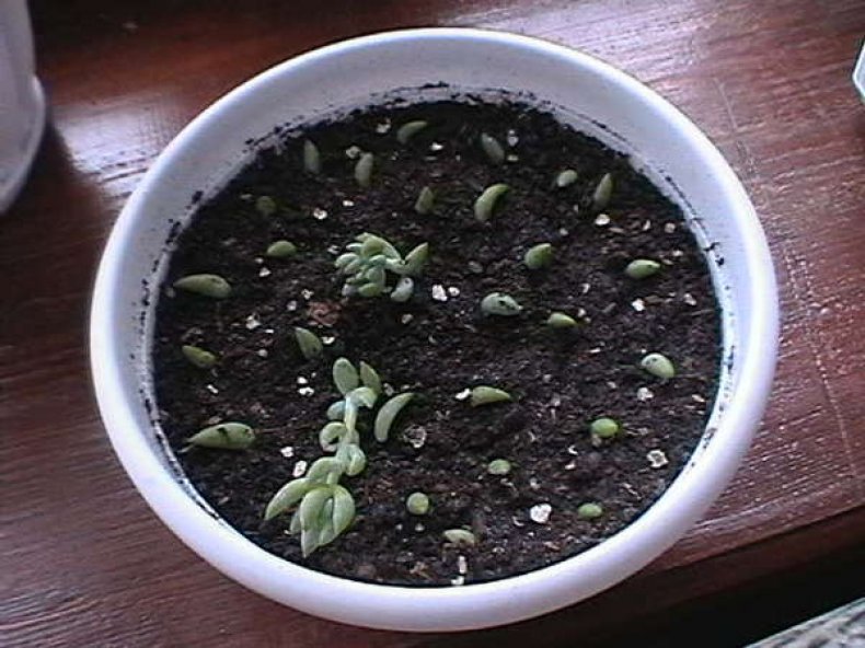 Vermehrung von Sedum