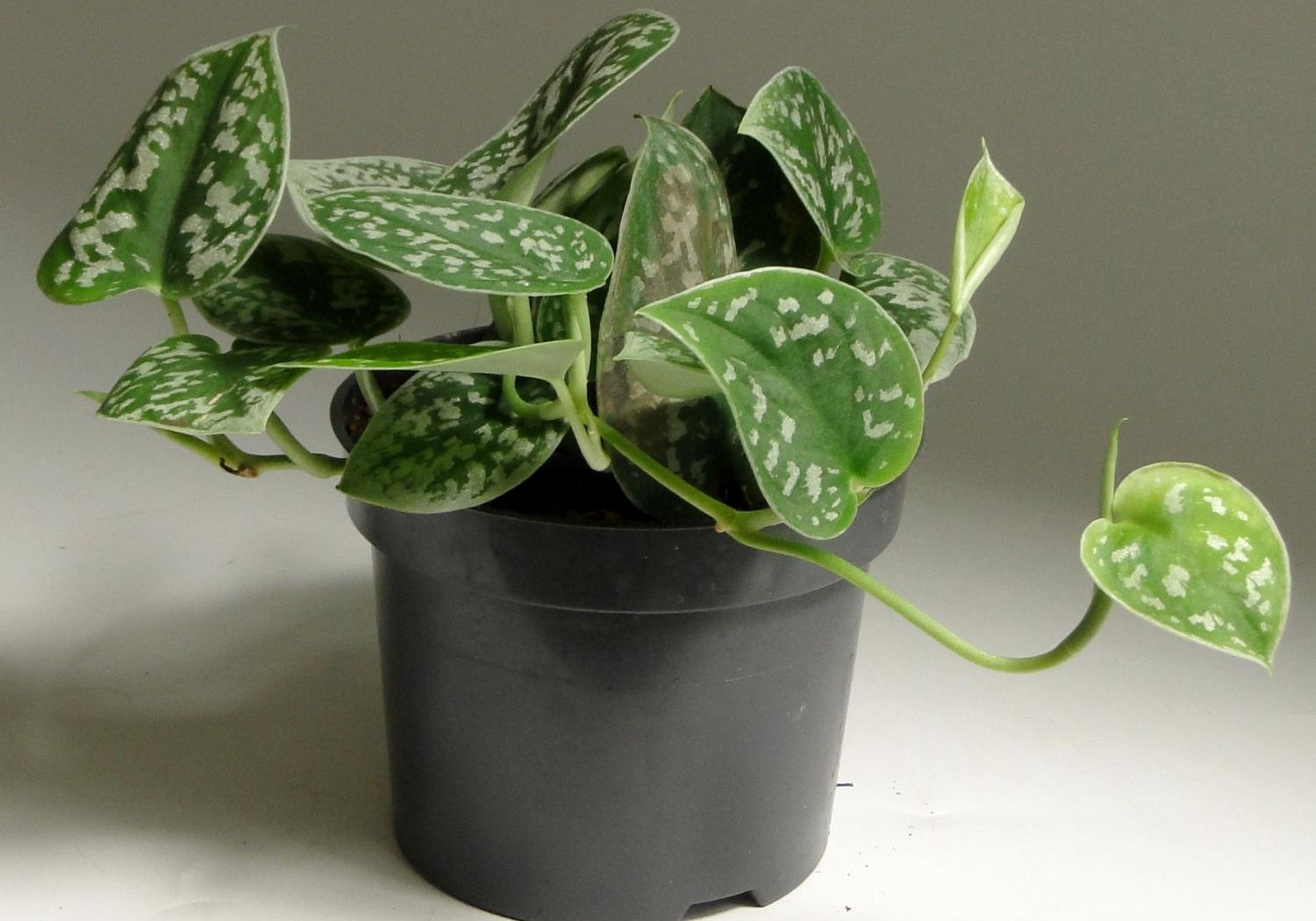 Scindapsus pictus