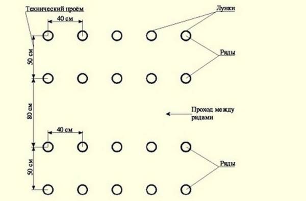 Recommended planting pattern for cucumbers in greenhouses