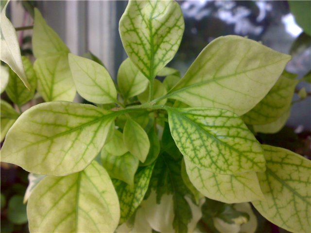 Chlorose