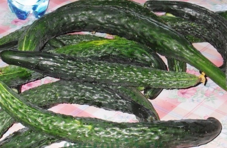 Κινέζικα φίδια