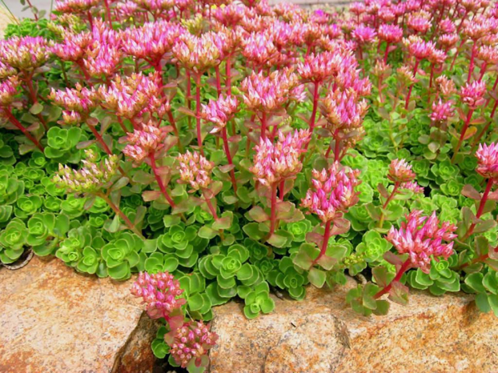 Sedum
