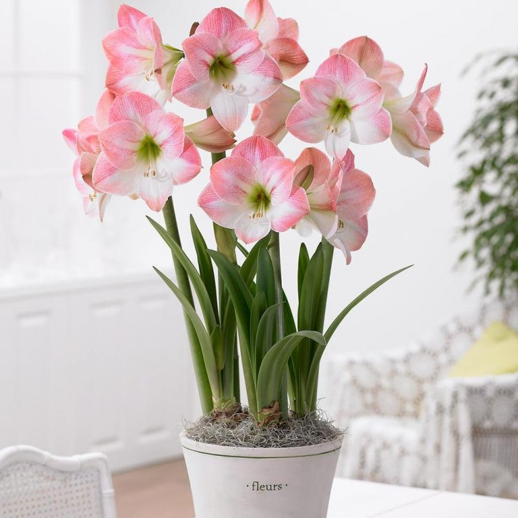 Amaryllis