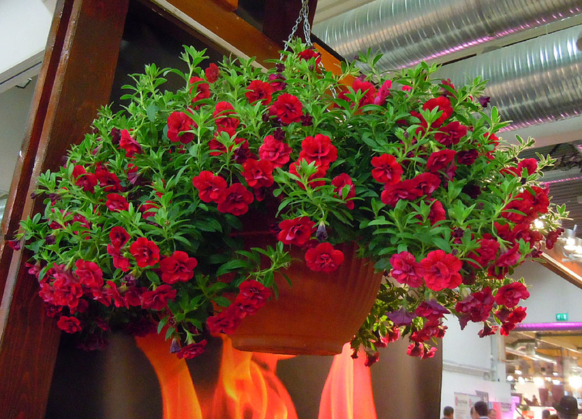 Calibrachoa