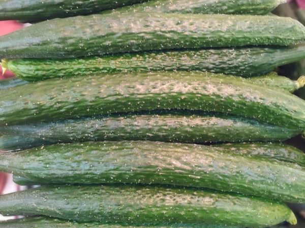 cetriolo cinese