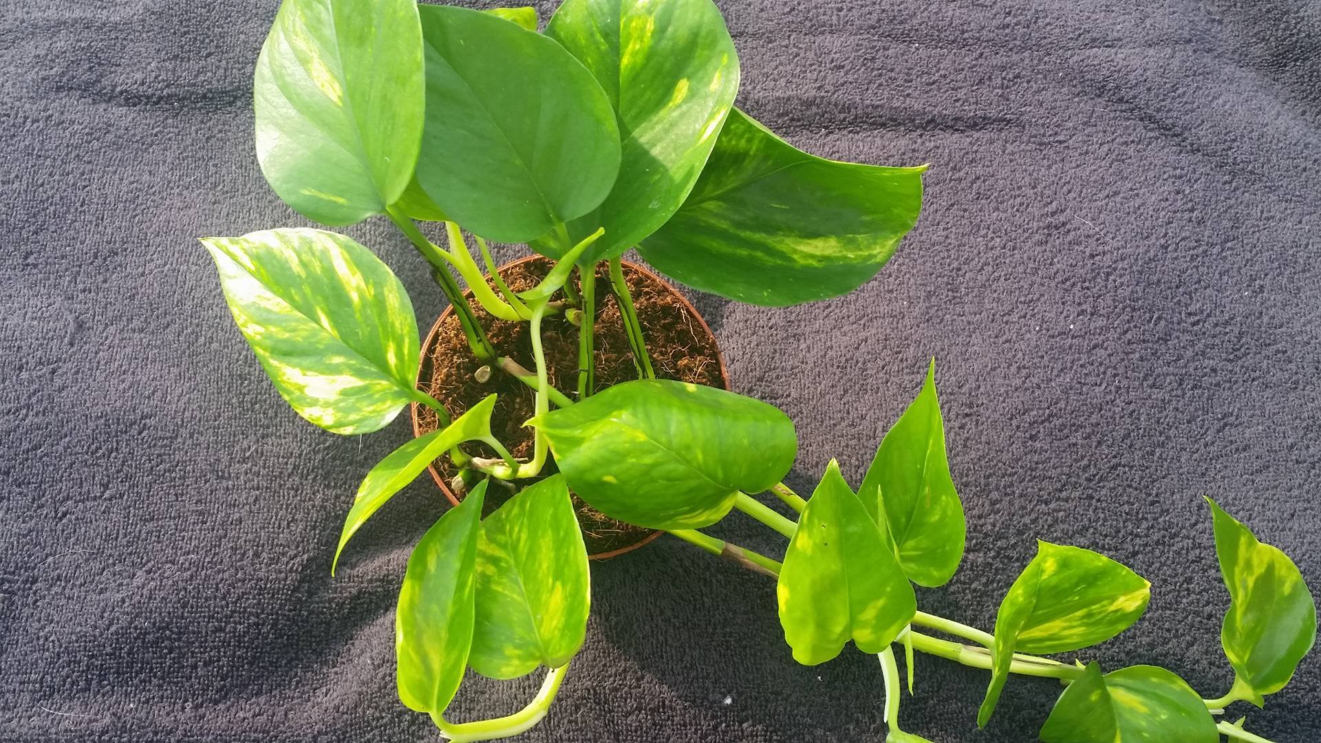 Goldenes Epipremnum
