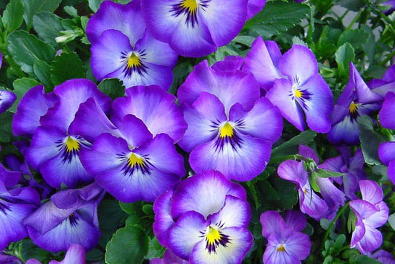 Violet