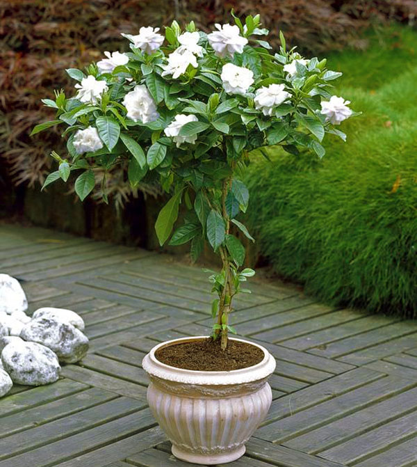 Gardenia
