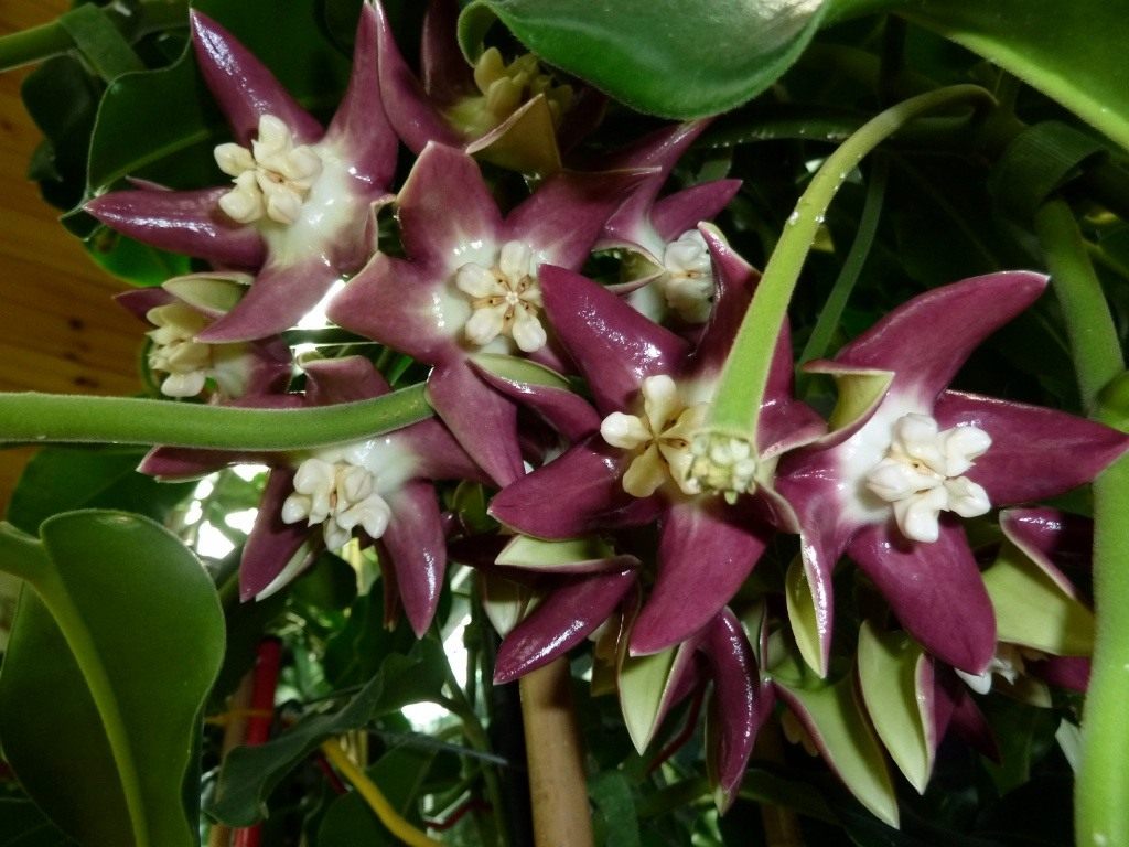 Hoya majesticus