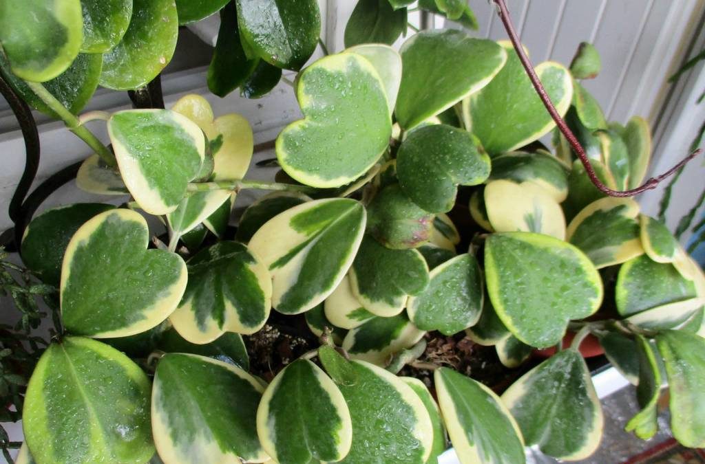 Hoya Kerri Variegated