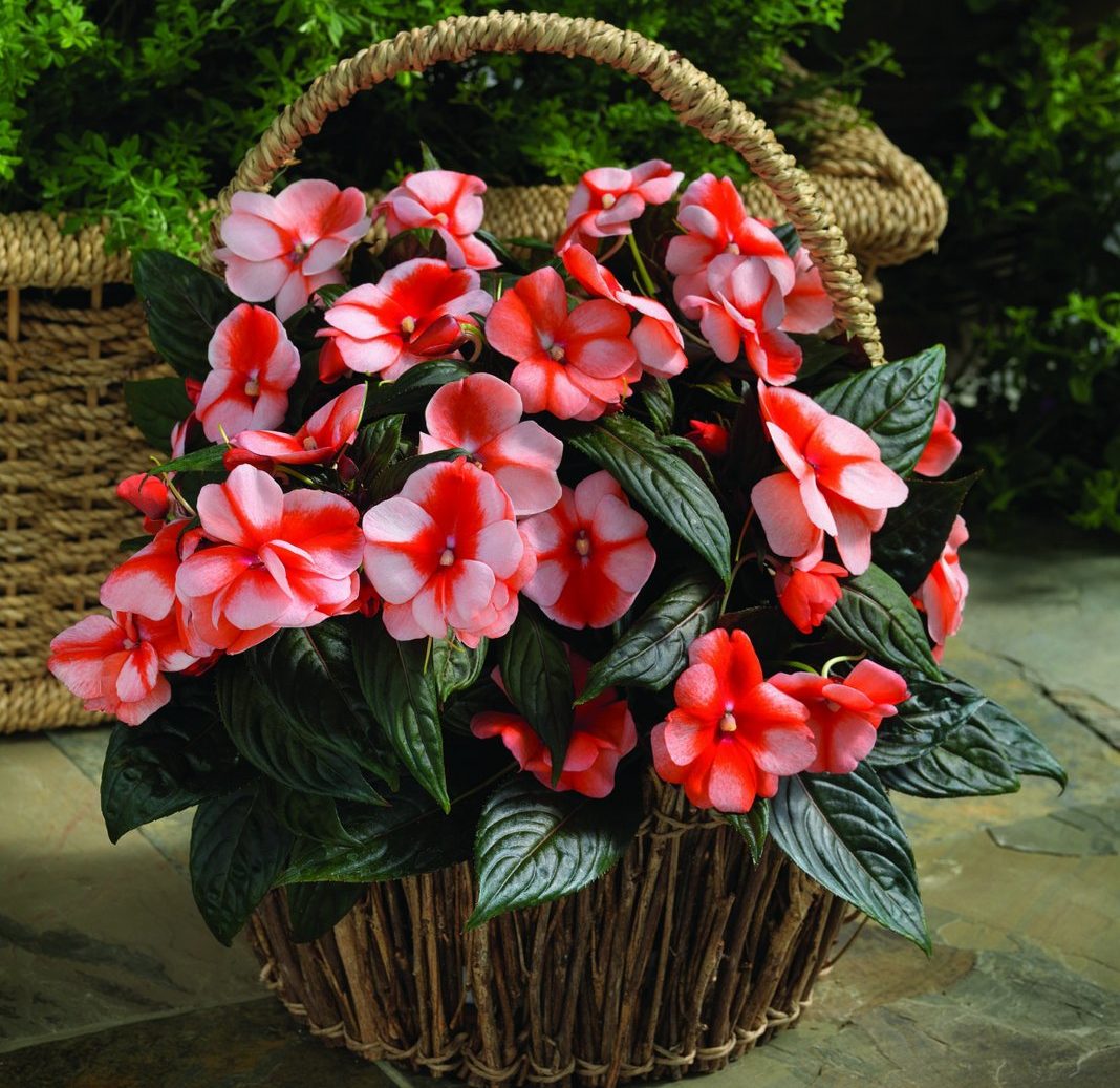 Forêt tropicale exotique