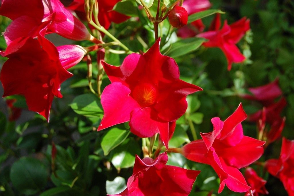 Mandevilla l'Excellent