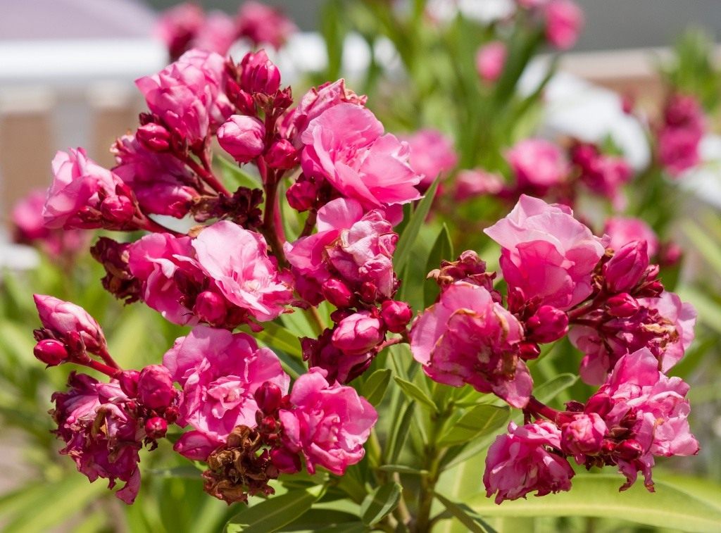 Oleander