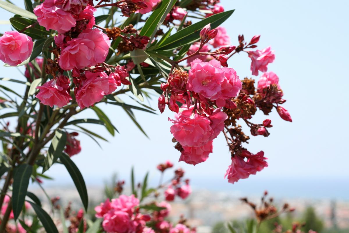 Oleander