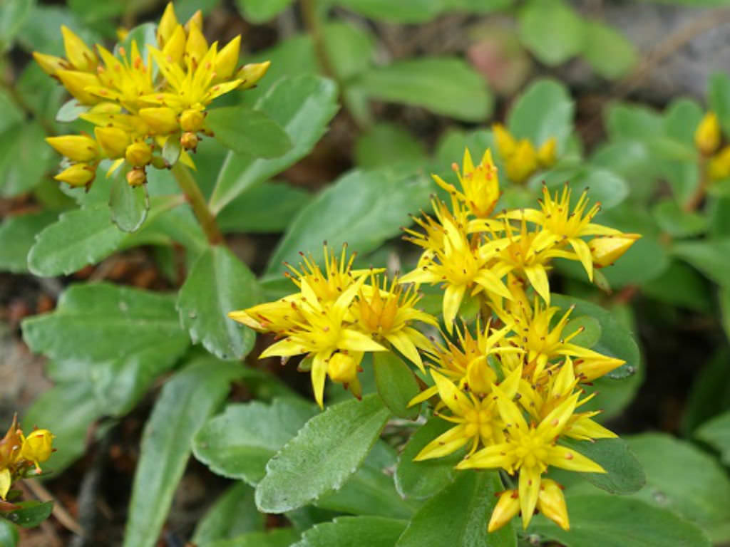 Sedum aizoon