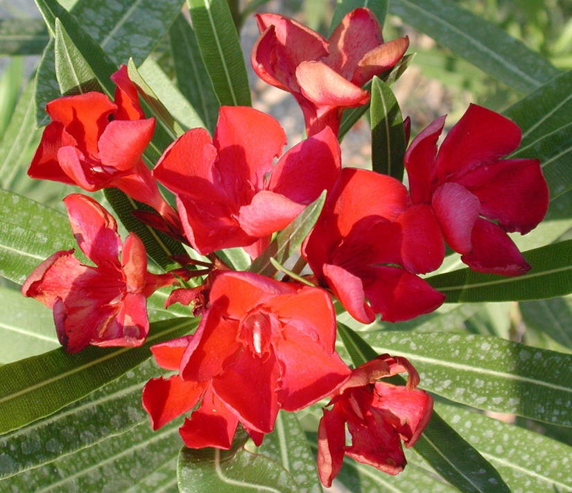 Hardyred