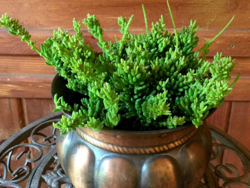 Mesembryanthemum rhipsalis