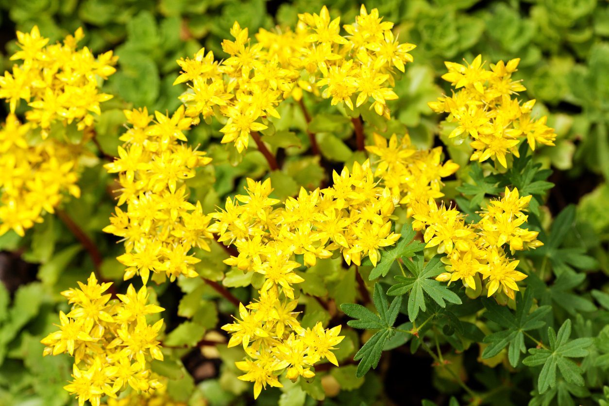Sedum-Acker