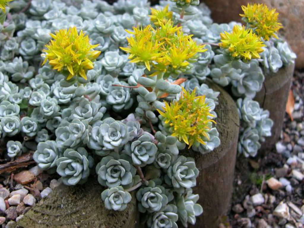 Sedum spathulifolium