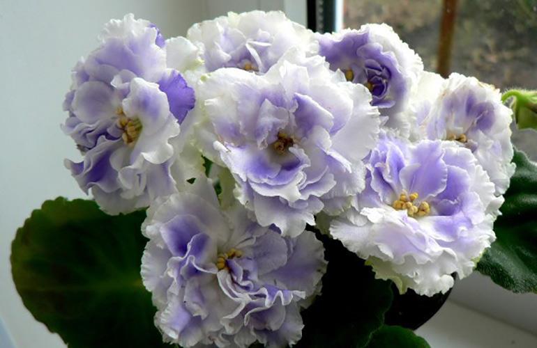 Violet