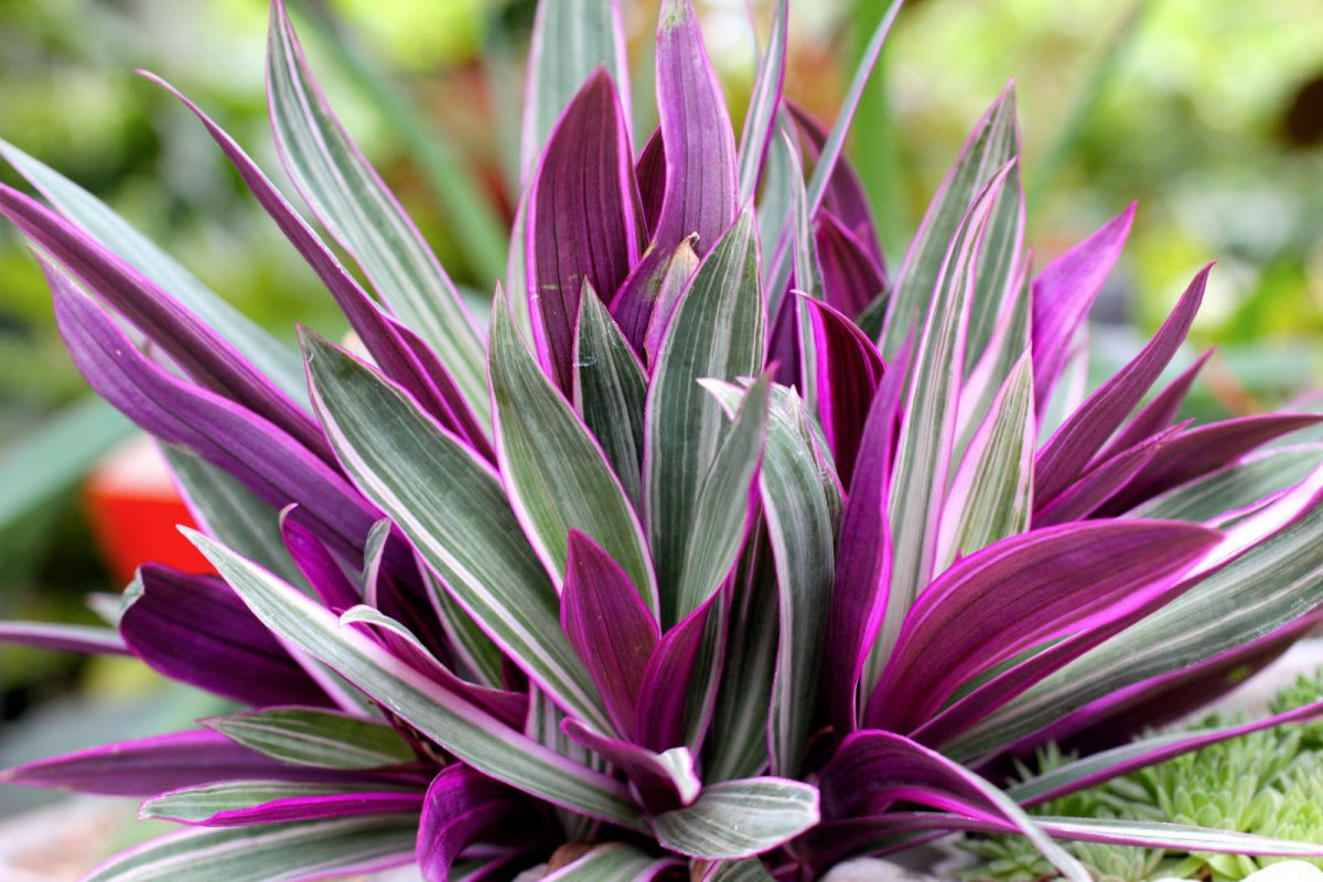 Tradescantia