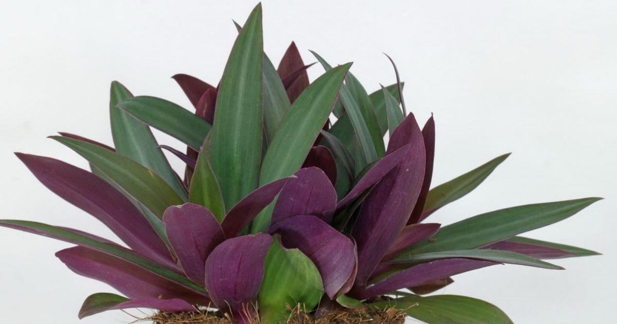 Tradescantia