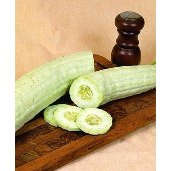 cetriolo armeno
