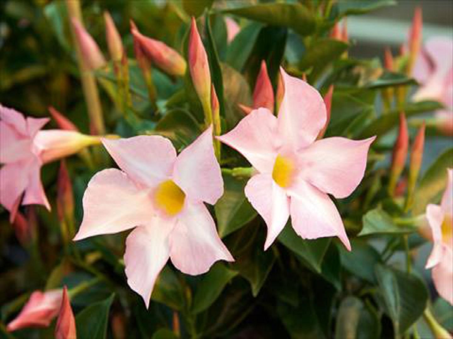 Mandevilla bolivienne