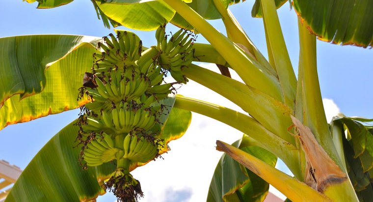 Banane
