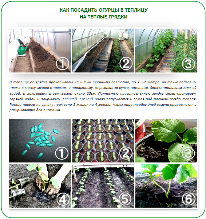 Planter des concombres dans des plates-bandes chaudes