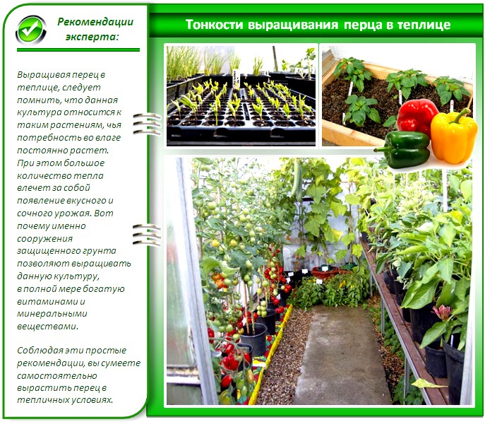 Технология за отглеждане на оранжерийни чушки