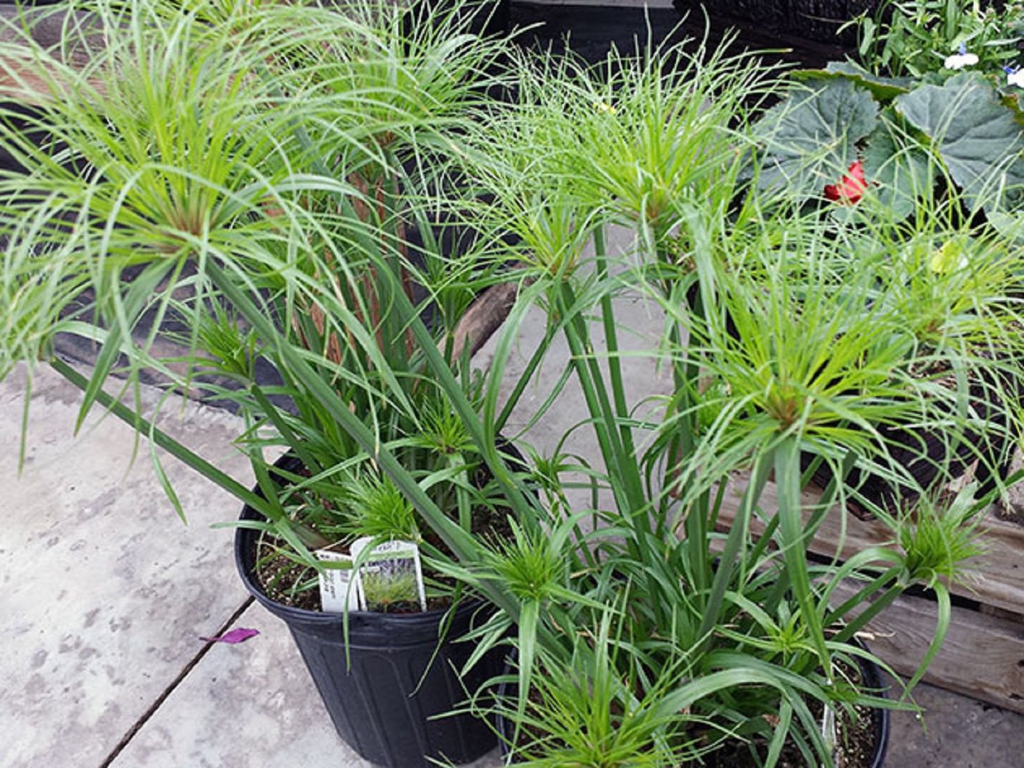 Cyperus
