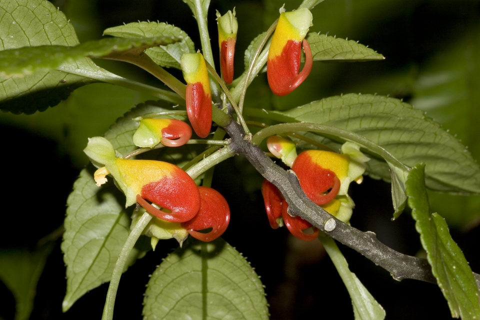 Impatiens σουλτανίνα