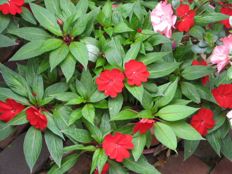 Impatiens niameensis