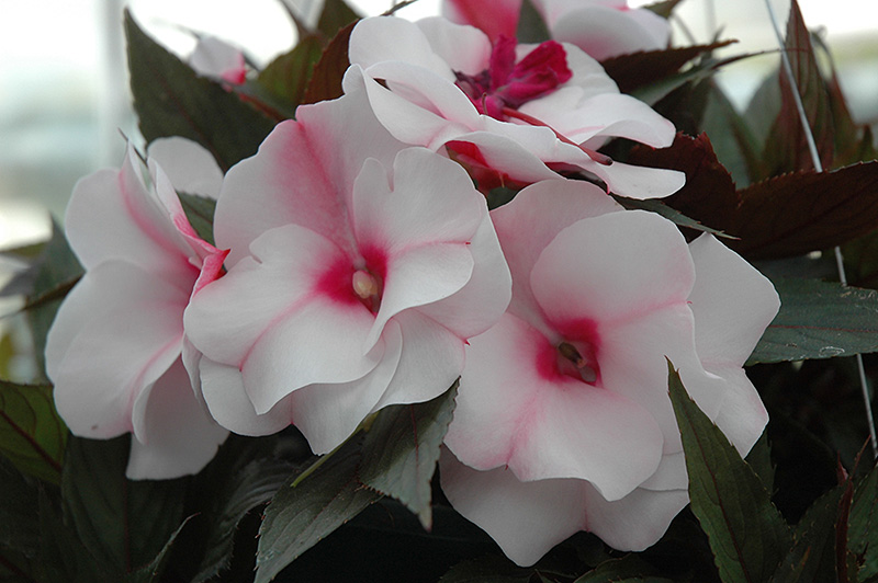 Οι Impatiens του Hawker